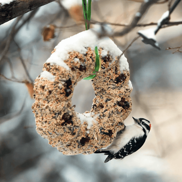 How to Make Bird Seed Blocks: Easy Steps for Happy Birds