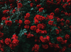 a bed of red roses
